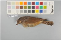 藏品(繡眼畫眉)的圖片